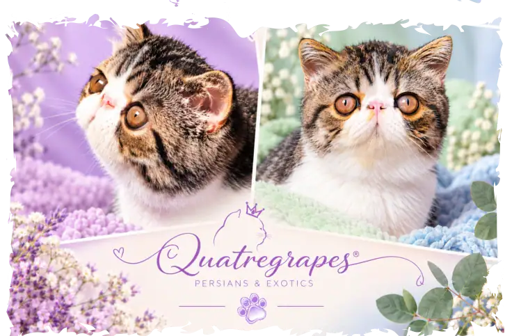 Quatregrapes gatos persas y exóticos