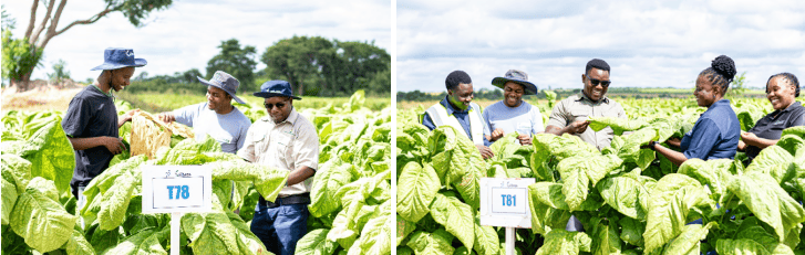 Figure 1: Newly released tobacco varieties T78 and T81