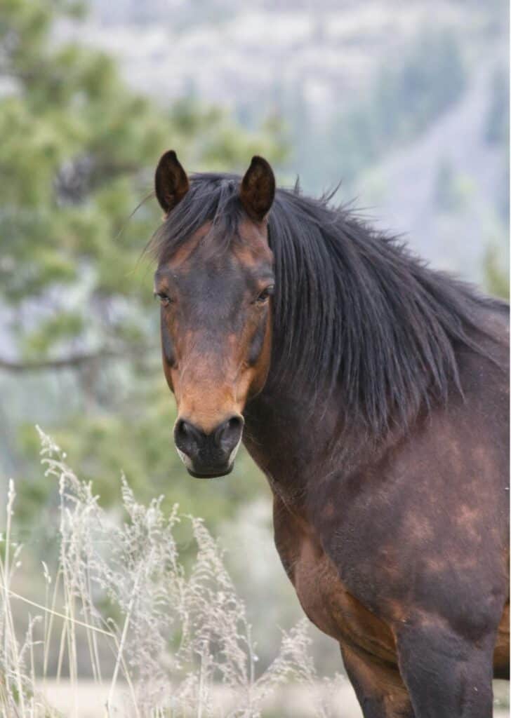 Epic List of the best Canadian Horse Names