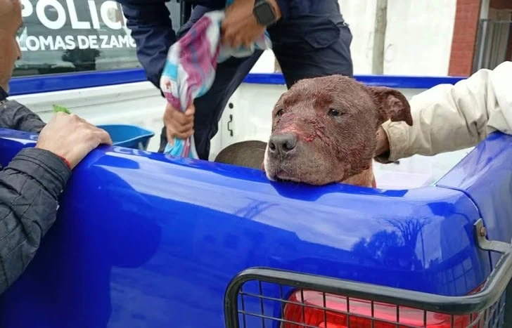 En este momento estás viendo Temperley Este: un pitbull se metió a una casa y atacó a las mascotas del lugar