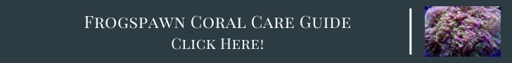 frogspawn coral care guide