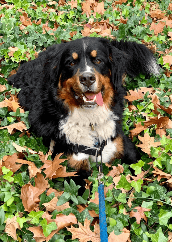 dogs and the environment