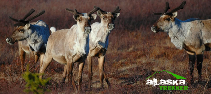 denali_national_park