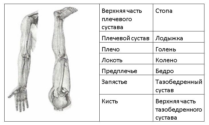 Соответствие между руками и ногами