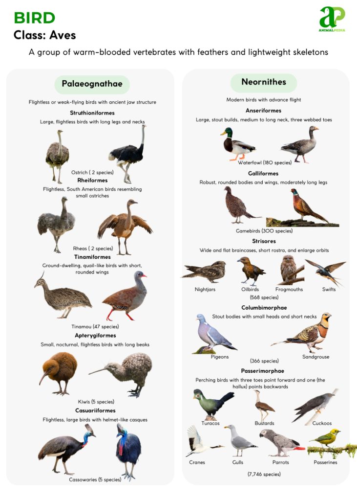 Do Bird Prefer Open Or Forested Areas