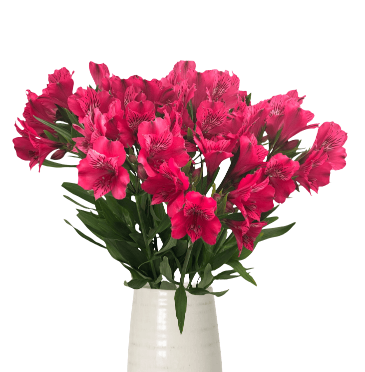 Alstroemeria Supreme - Image 4