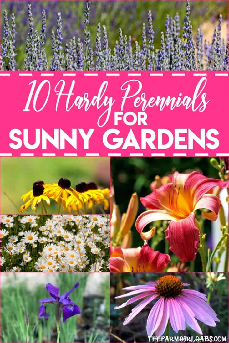 Perennials are the perfect option for those who like plants that provide year to year color. Got sun? Check out these 10 Hardy Perennials for Sunny Gardens. #Gardening #Perennials #GardeningTips #Plants #Planting #Flowers