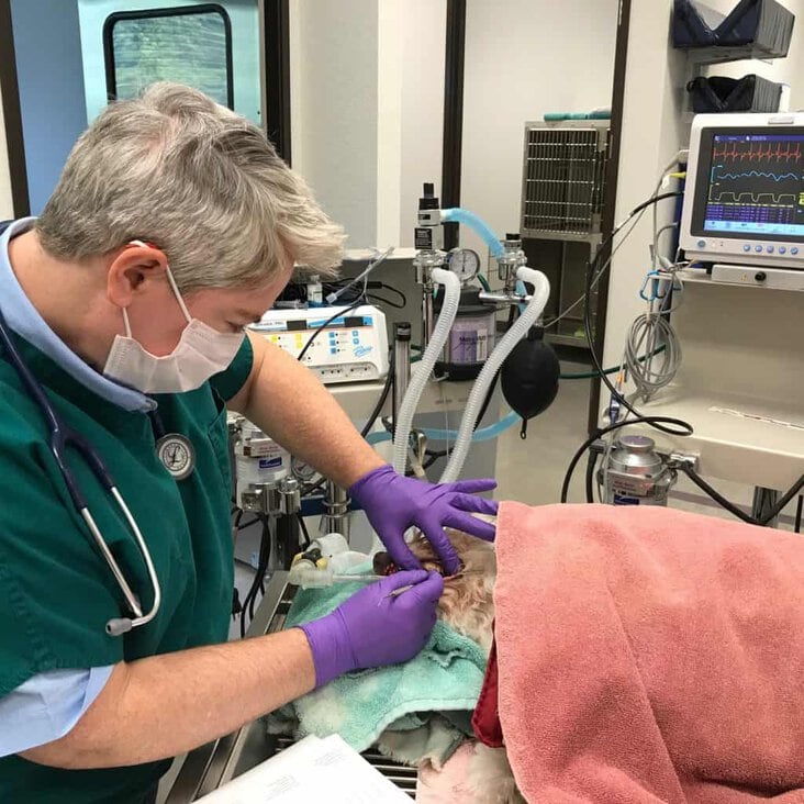 Vet performing surgery on a dog in a clinical setting with medical equipment.
