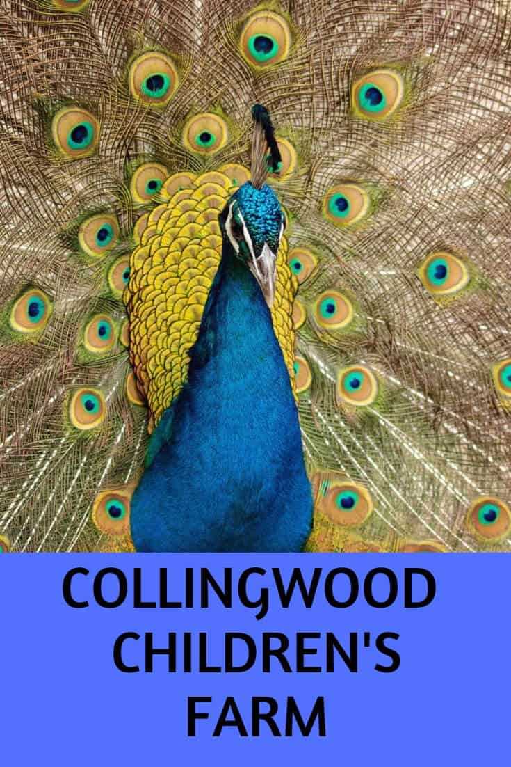 Collingwood Childrens Farm Melbourne Australia Family Fun at the Collingwood Children's Farm