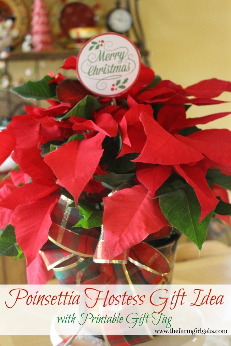 Poinsettia Hostess Gift Idea with a FREE printable Gift Tag. Poinsettias make perfect gifts for the holiday and Christmas.