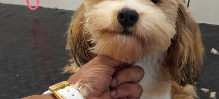 Small dog with fluffy fur being groomed by a person in a grooming setting. Small dog with fluffy fur being groomed by a person in a grooming setting.