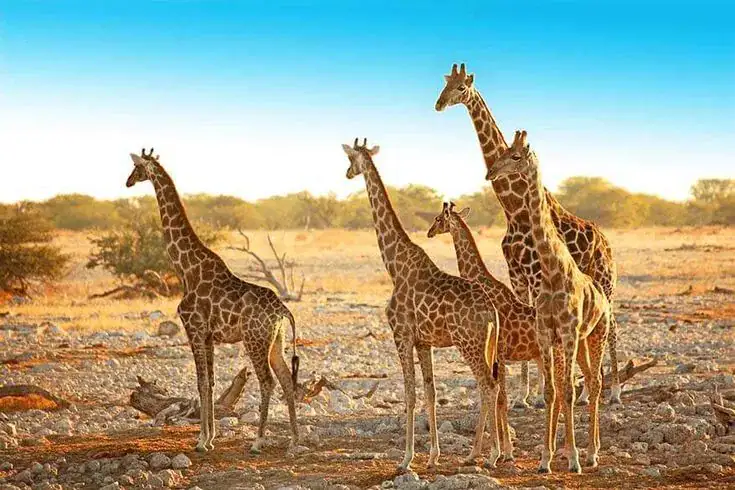 Giraffe 