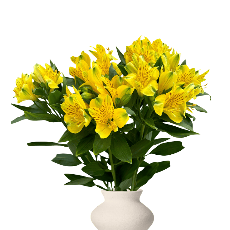 Alstroemeria Supreme - Image 3
