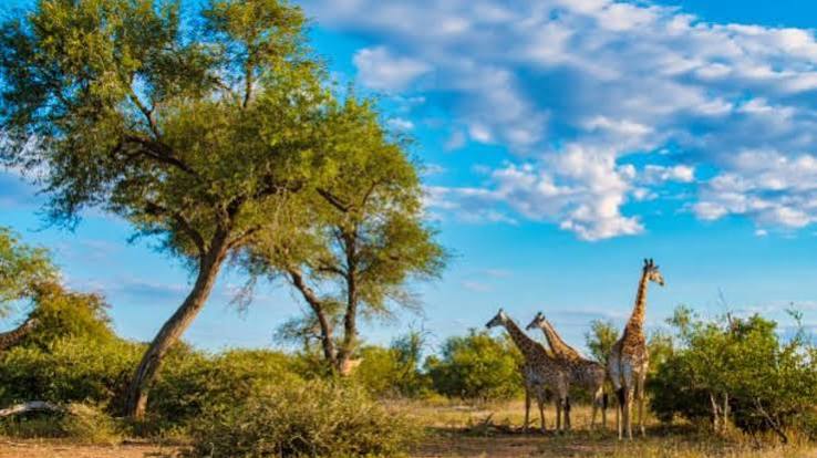 Understanding the Best Winter Safari Tips