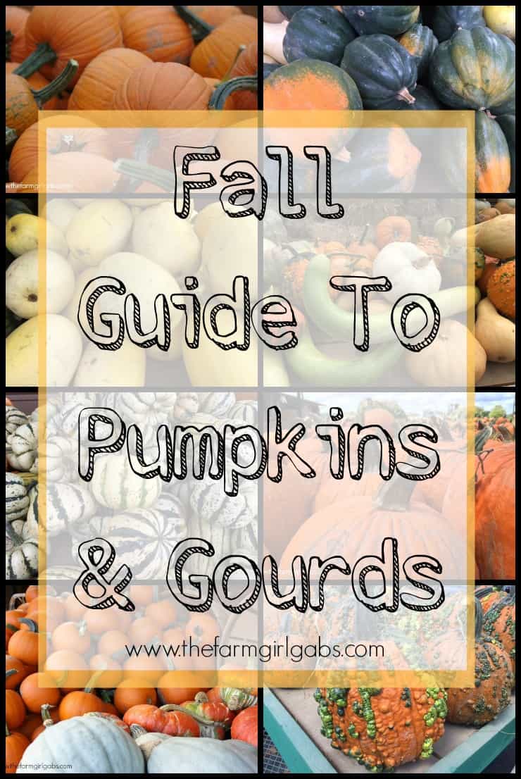 So many gourds, so many pumpkins. This Fall Guide To Pumpkins & Gourds describes some of the more popular varities.