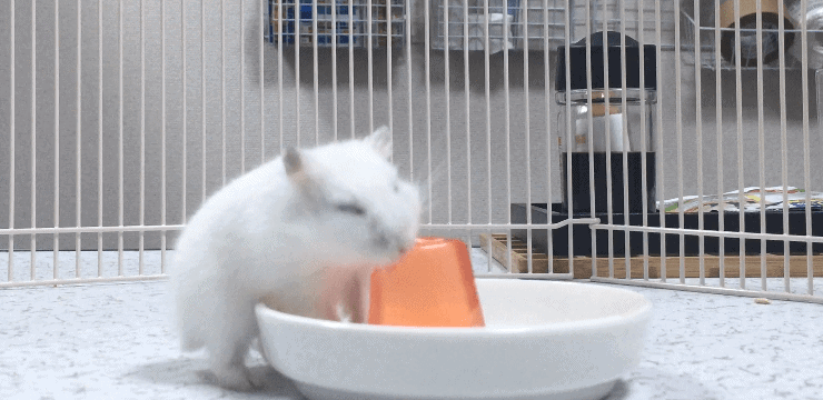 hamster-jelly