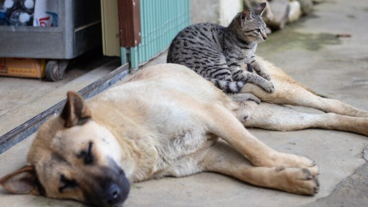 Cat sitting on a sleeping dog