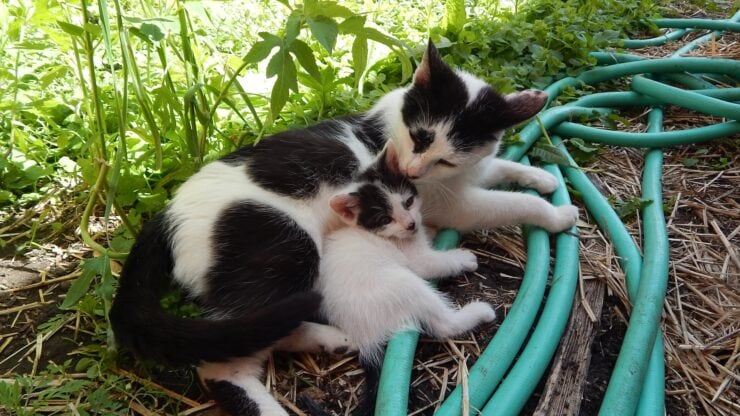 Mother car and kitten outdoors