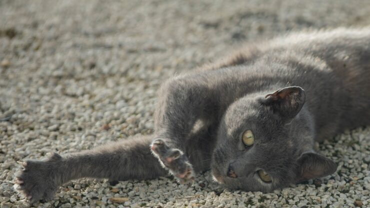 Cat stretching