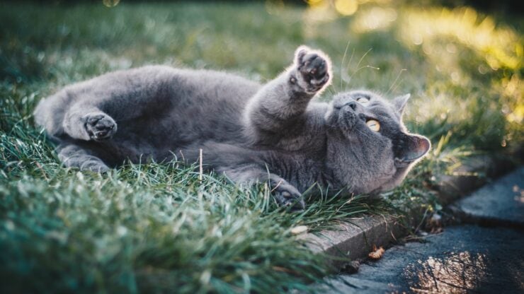 Cat lying on grass