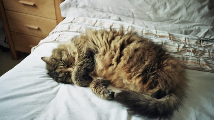 Senior cat lying in bed