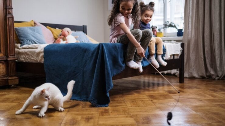 Cat enrichment through playing