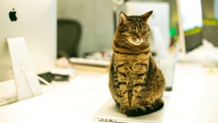 A cat in the workplace