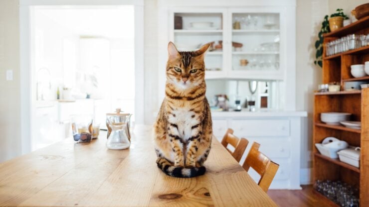 Cat in a new home