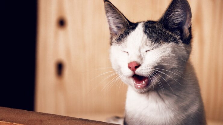 Cat sneezing
