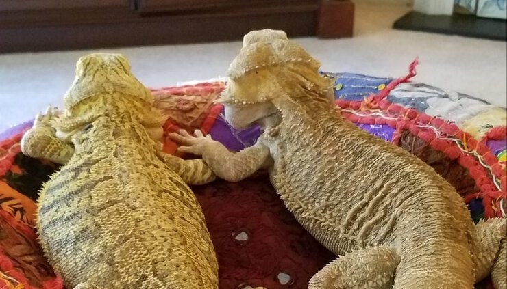 Reptile sitter