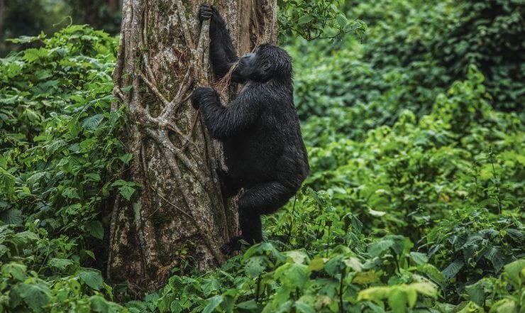 9 Days Uganda and Rwanda Primates Tour
