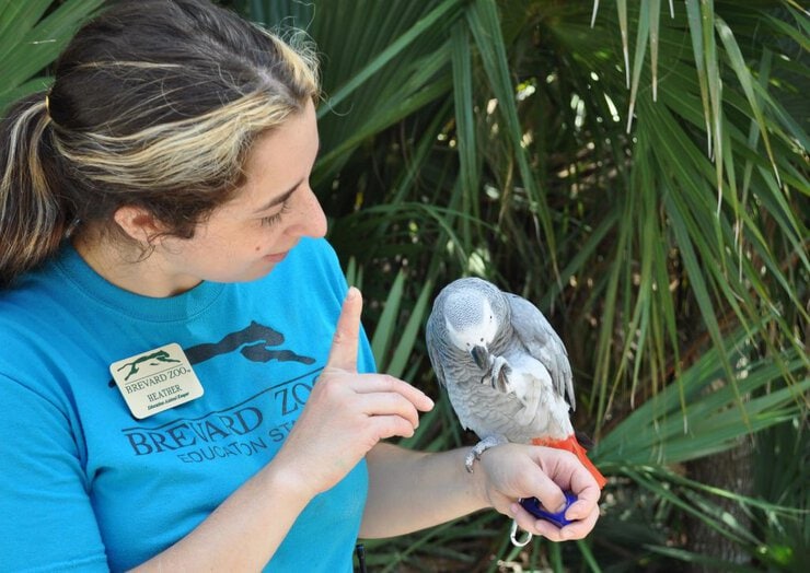 Parrot Trainer