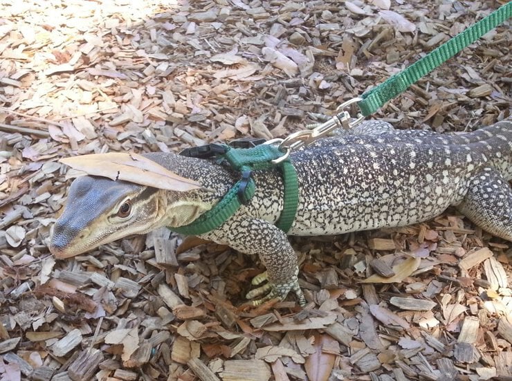 Exotic Animal Care