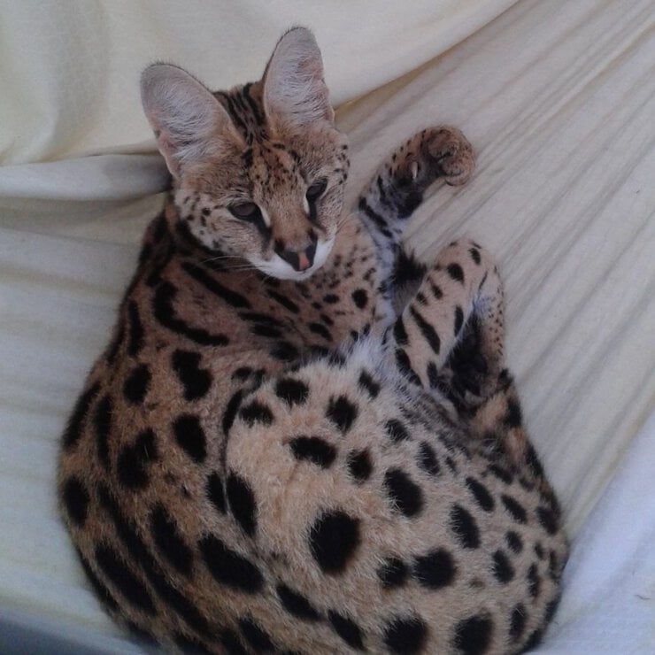 Cat behavior consultant