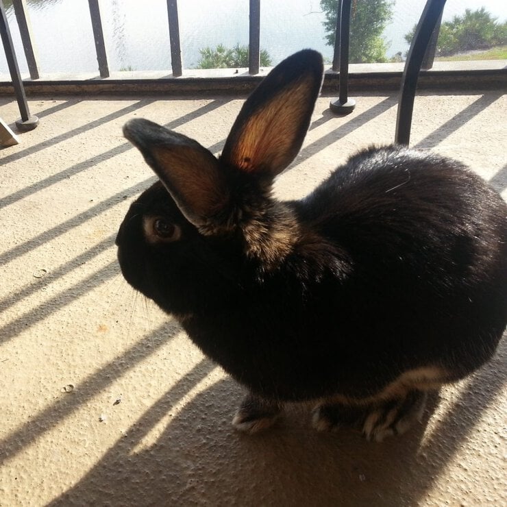 Rabbit sitter