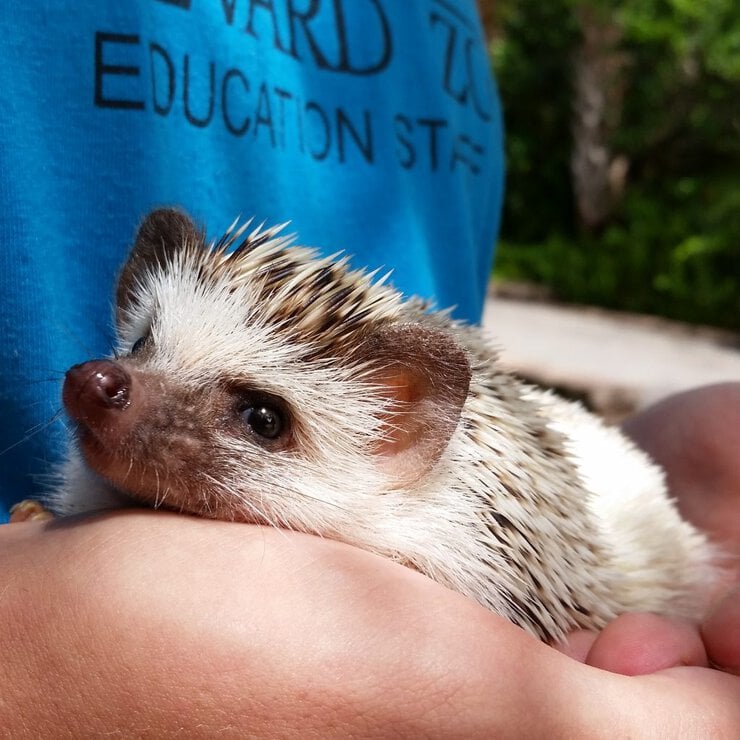 Small Mammal Care