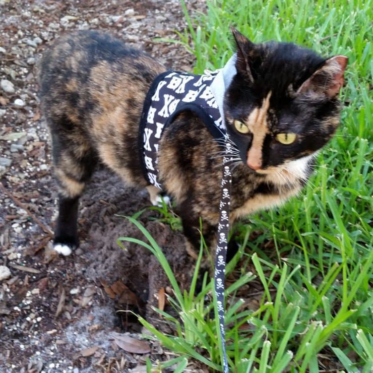Philadelphia cat trainer