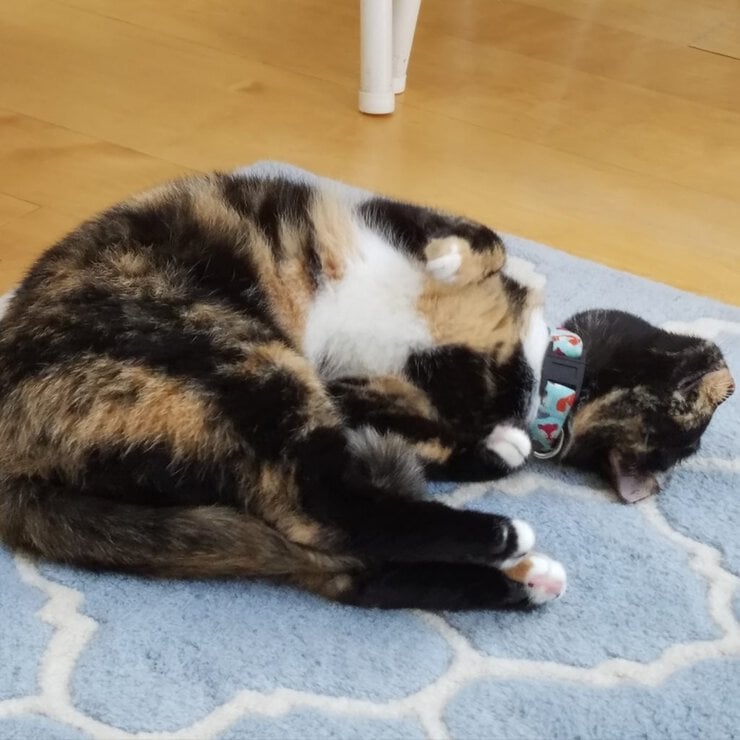 Cat training