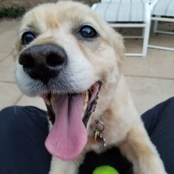 Philadelphia puppy trainer