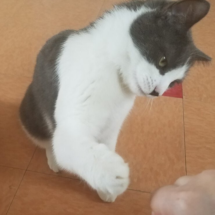 Cat training
