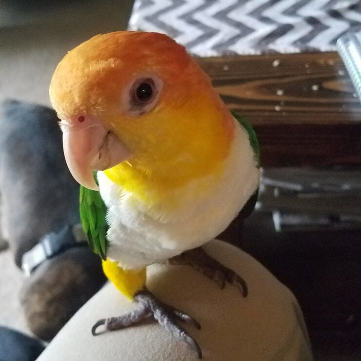 Parrot trainer