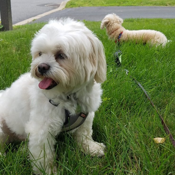 Philadephia dog trainer