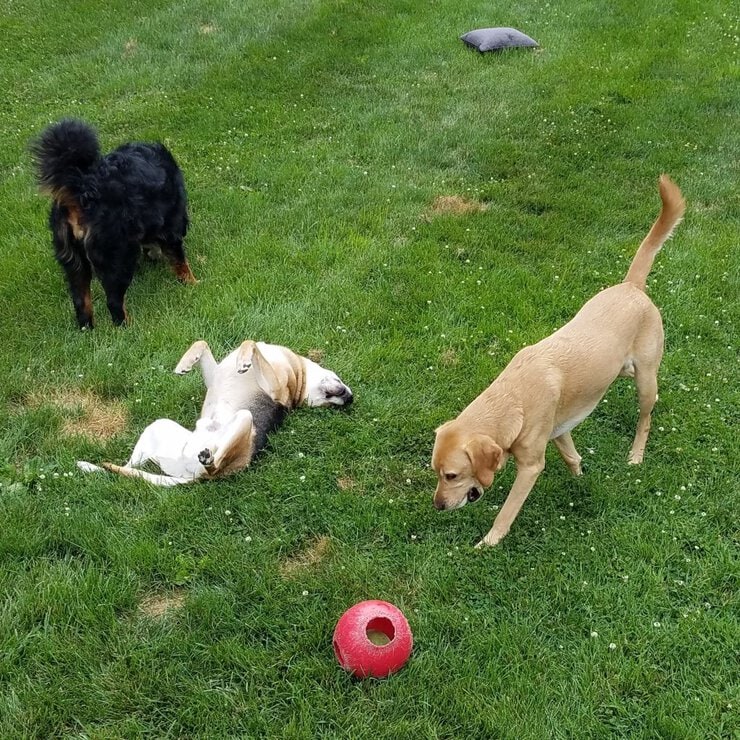 Philadelphia obedience training