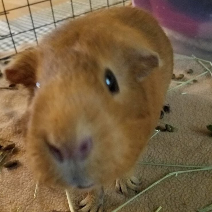 Small mammal pet sitter