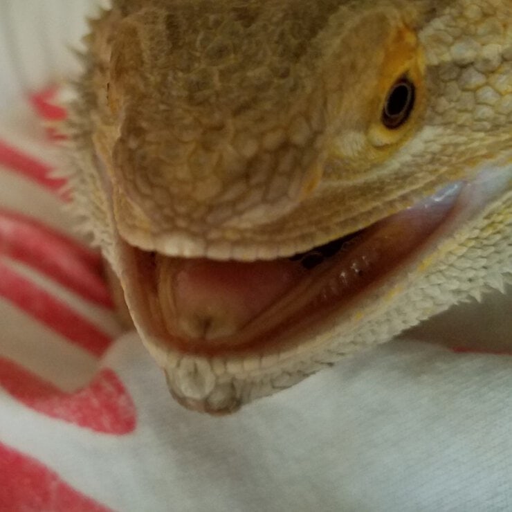 Exotic animal training