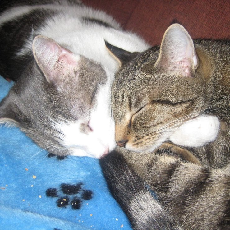 Philadelphia cat behaviorist