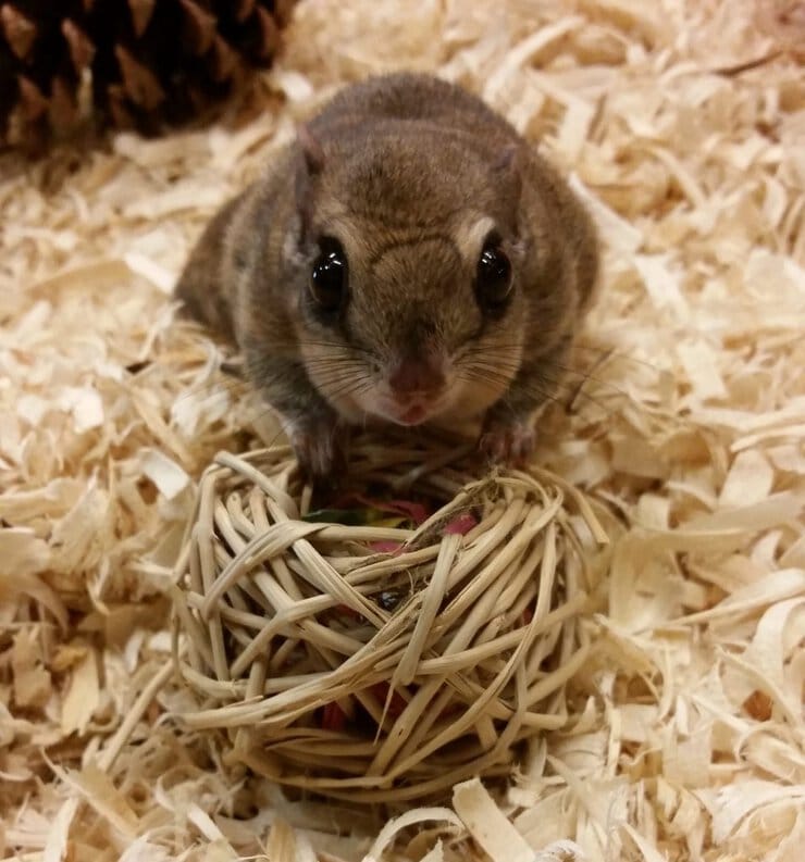 Exotic Animal Sitter