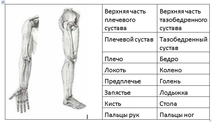 Соответствие между руками и ногами