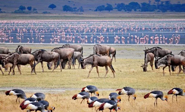 Tanzania Safaris