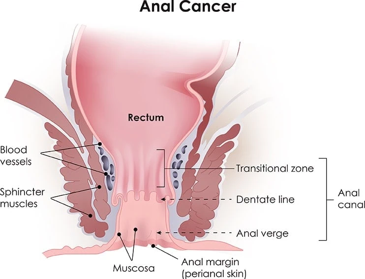 Anatomy of the anus